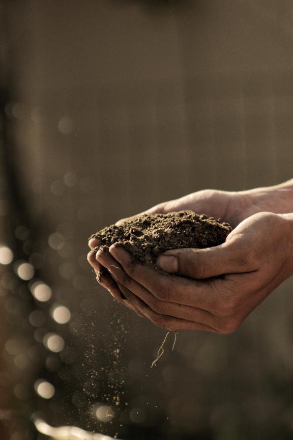 Hands holding brown soil